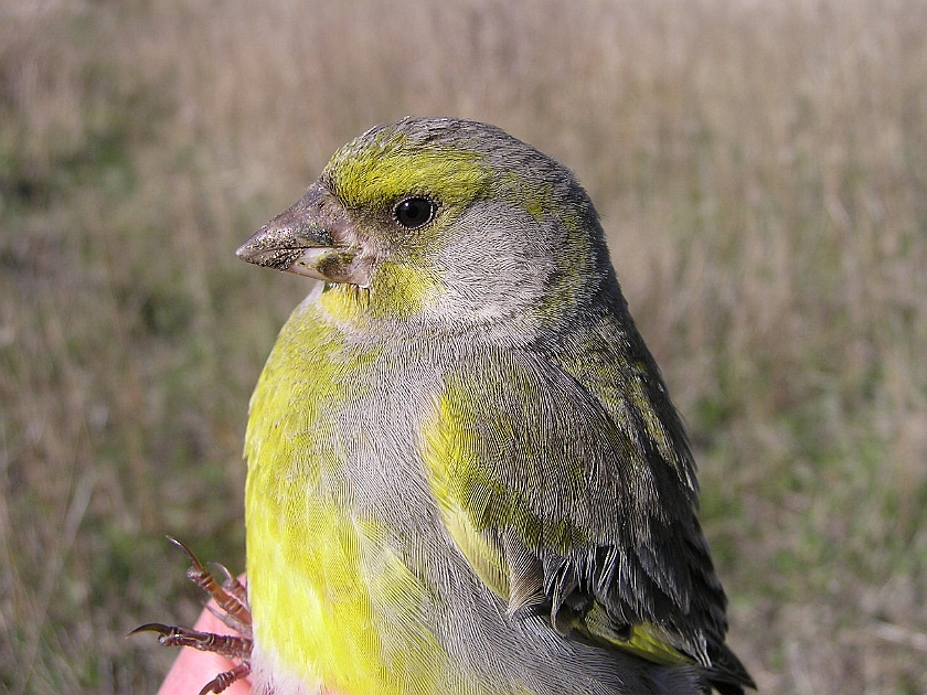 European Greenfinch, Sundre 20050513